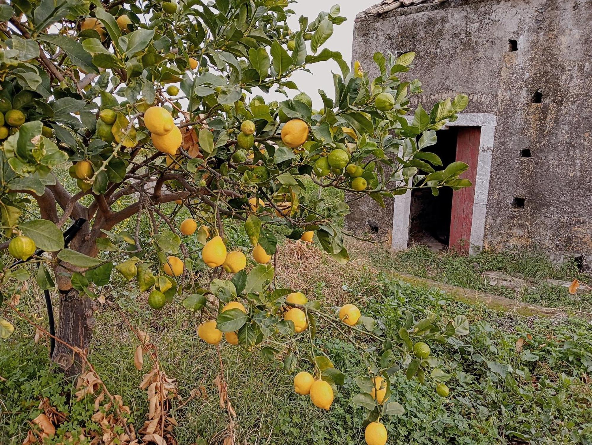 Villa Laura Apartment ジャルディーニ・ナクソス エクステリア 写真
